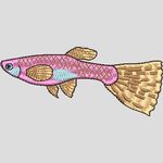 ��ȸ��  �ű��� Guppy�廨�����������