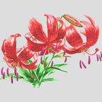 喇叭花绣花花样版带下载
