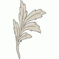 植物叶片图案 免费花样