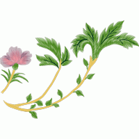 刺绣花卉图案设计 免费花样