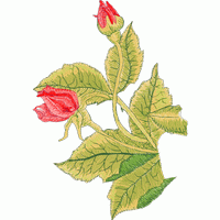 刺绣玫瑰花图案 免费花样