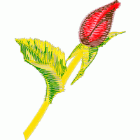 刺绣玫瑰花蕾 免费花样